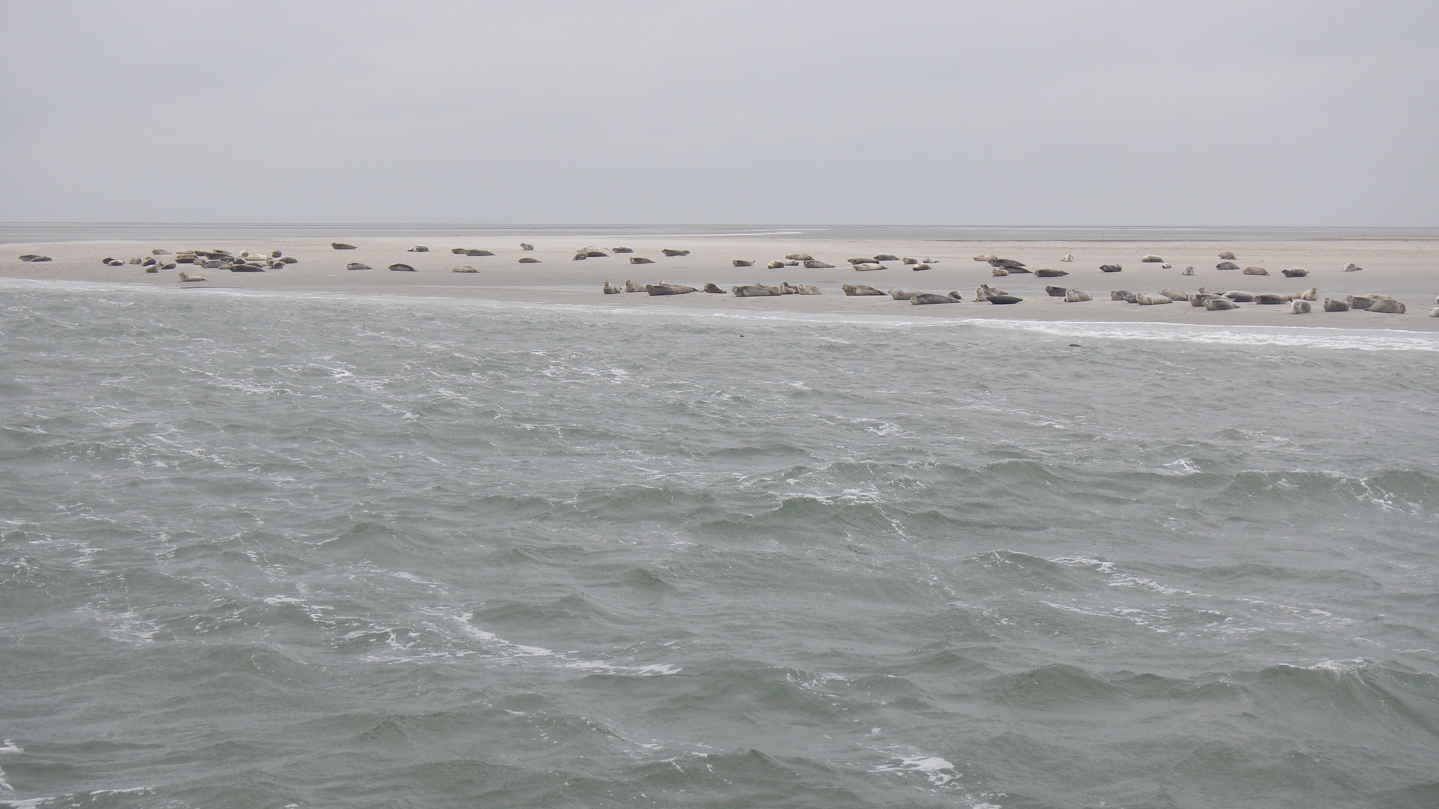 HWK Texel 2015 068.jpg
